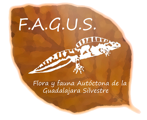 Asociación FAGUS